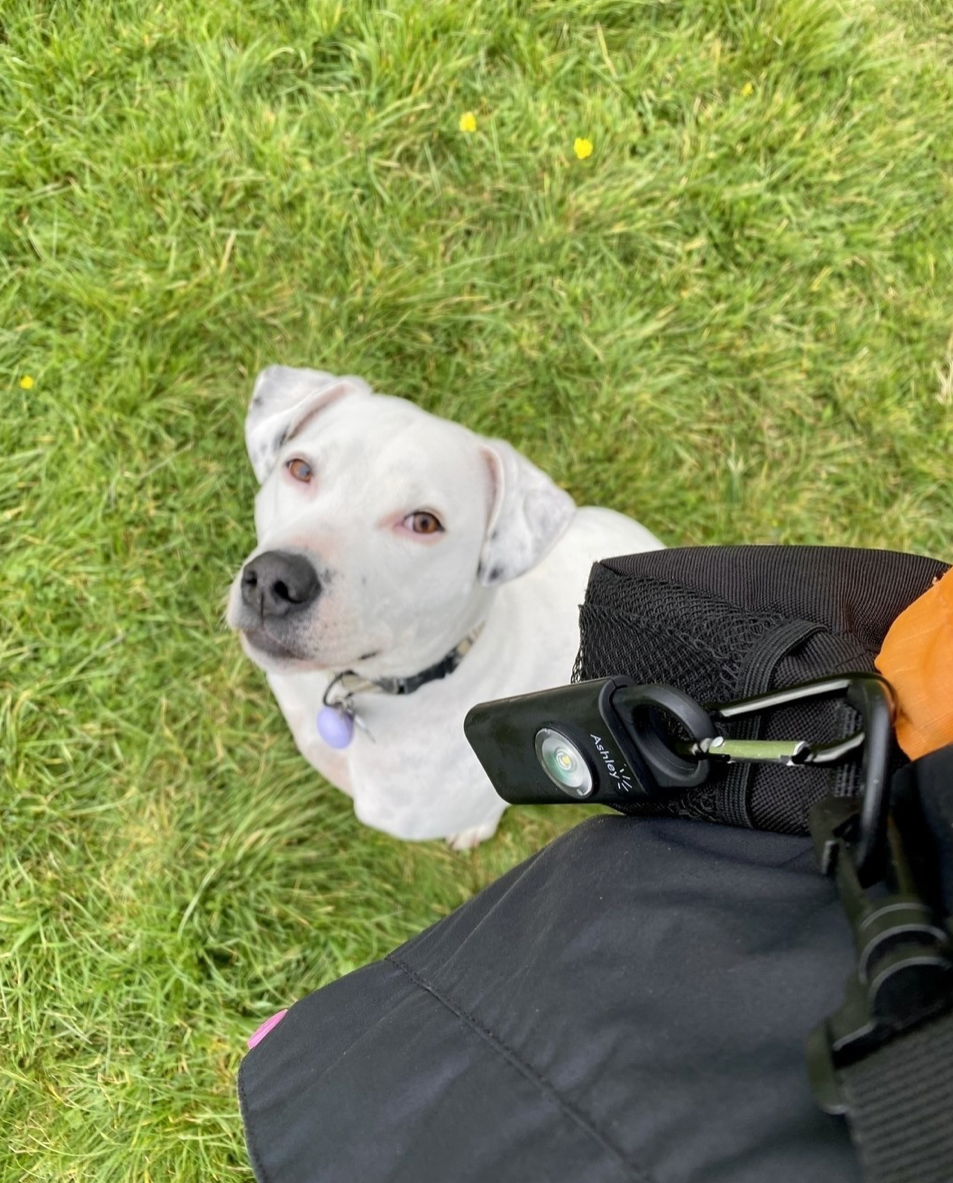 dog thefts in the UK, how to stop your dog being stolen